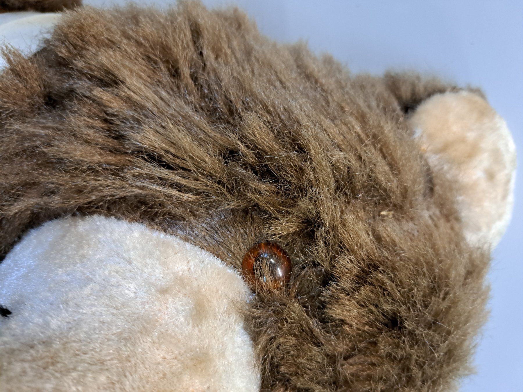 Giocattoli: Antiker grosser Teddybär ev. Steiff – Usato da Grossdietwil venduto da mahsoumi 3