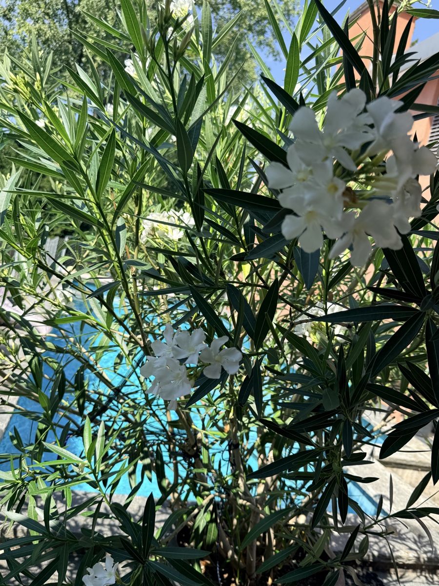 Pflanzen & Samen: Prächtige Oleander Pflanzen – Gebraucht aus Basel von oellifarm 5