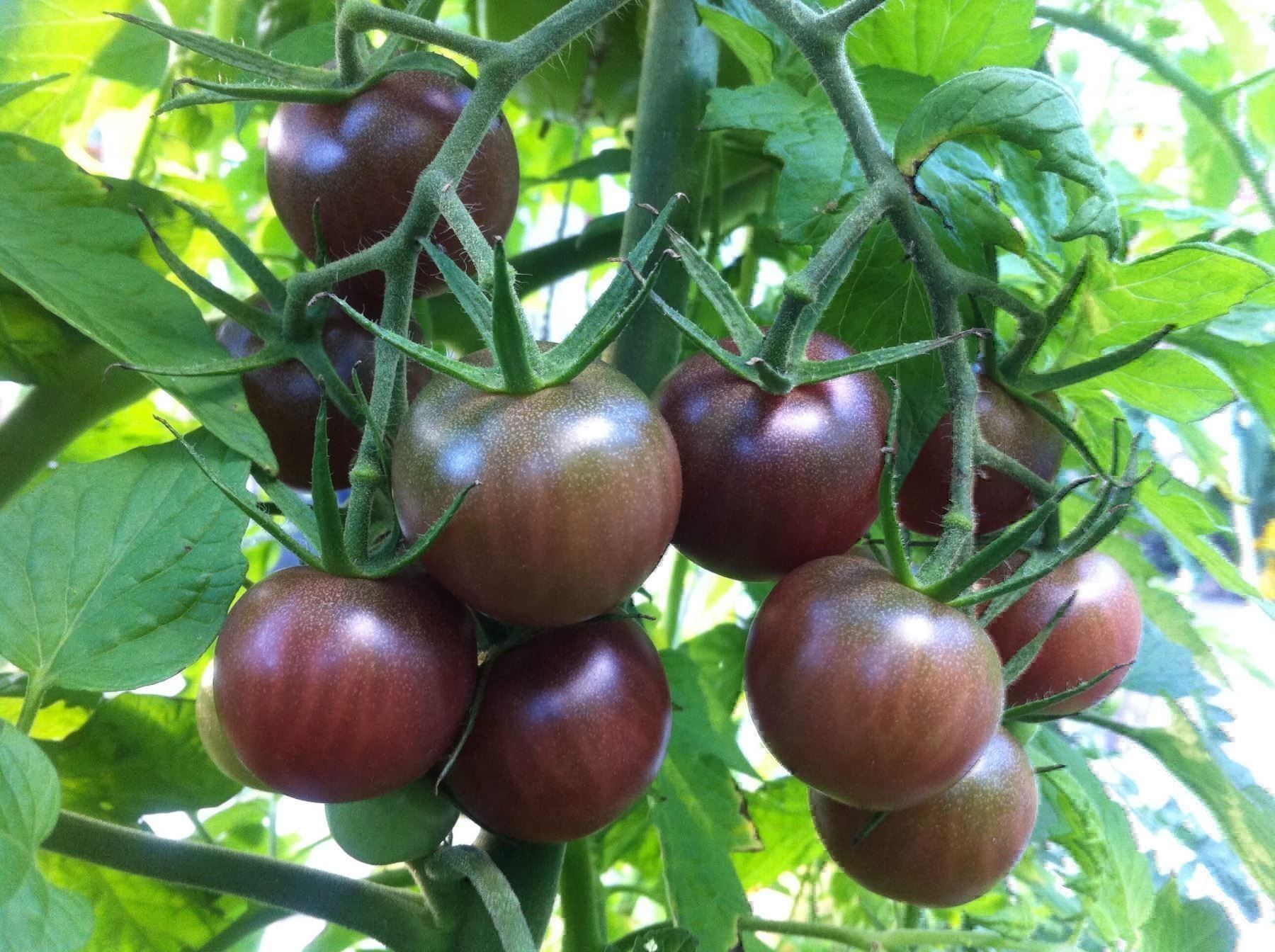 Pflanzen & Samen: 100 Samen TOMATE BLACK CHERRY Alte Sorte – Neu (gemäss Beschreibung) aus Ehrendingen von VerveinaSamen 1