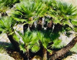 Ab 5.- fr 5 SAMEN Zwerg Palme CHAMAEROPS HUMILIS‪