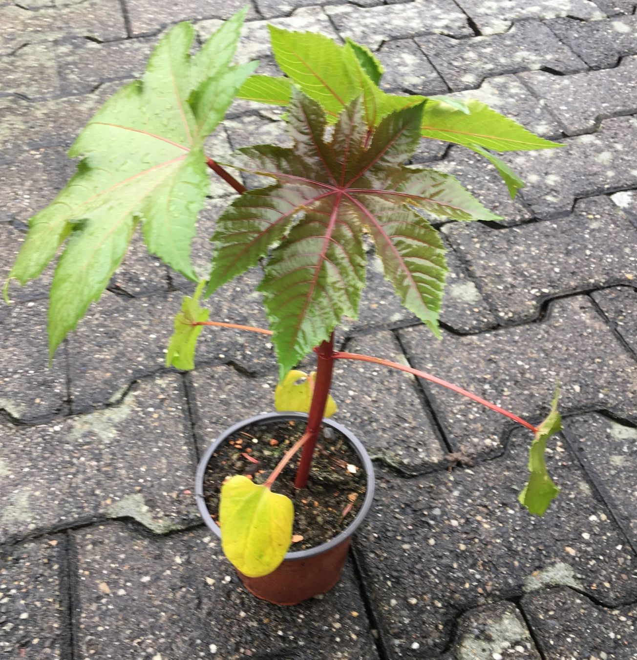Pflanzen & Samen: Rizinus (Ricinus communis) - Pflanze! – Neu (gemäss Beschreibung) aus Steffisburg von Petroselium 1