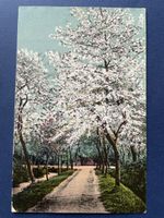 Alte Frühlings-Postkarte, Deutsches Reich, Top