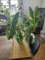 Alocasia Frydek Albo Variegata Rhizom