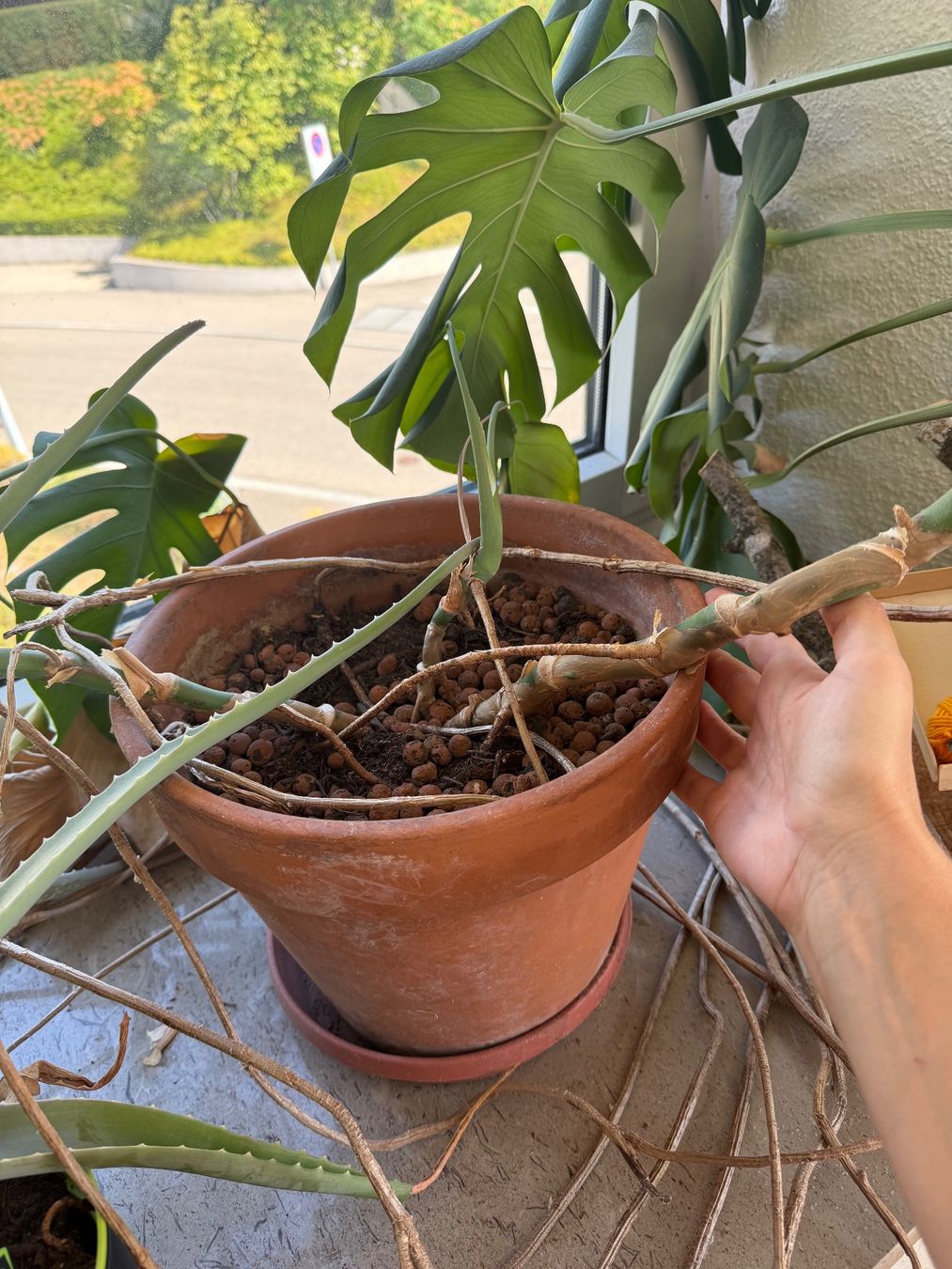 Plantes & graines: Monstera Pflanze – D'occasion à Zollikon par mgo_95l7 1