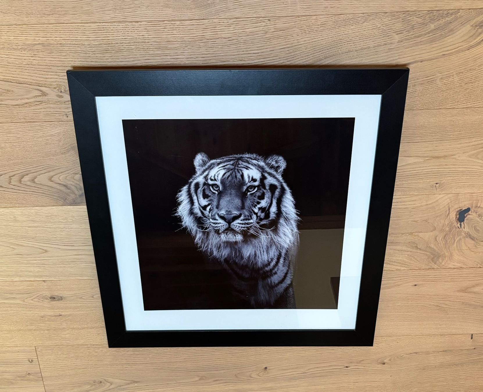 Posters & Illustrations: Bild Tiger – D'occasion à Laupersdorf par nad.scha