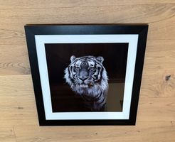 Bild Tiger
