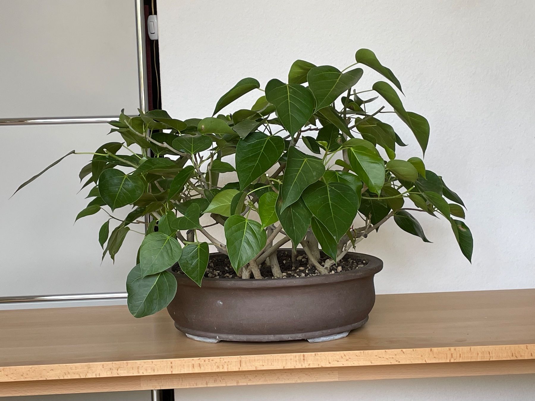 Pflanzen & Samen: Ficus religiosa Bonsai Wäldchen – Gebraucht aus Uster von simonic