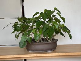 Ficus religiosa Bonsai Wäldchen