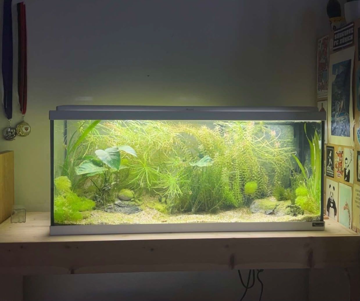 Acquari: Aquarium Aquatlantis Explorer Amsterdam – Usato da zürich venduto da pelle76