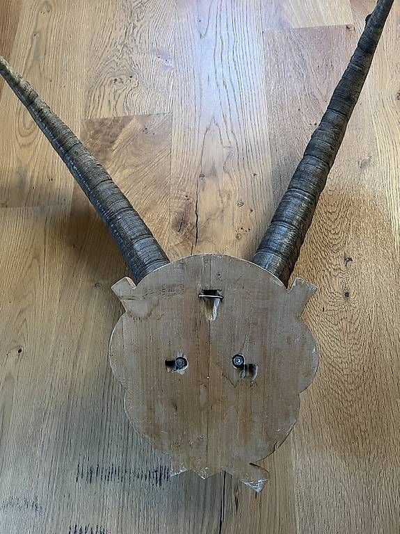 Il mondo degli animali: Steinbock Gehörn – Usato da Pfungen venduto da _vaanessaaf_ 3