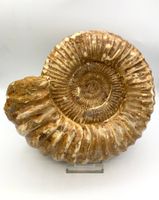 Ammonit - Kranaosphinctes sp. - 24,0cm - A-Qualität