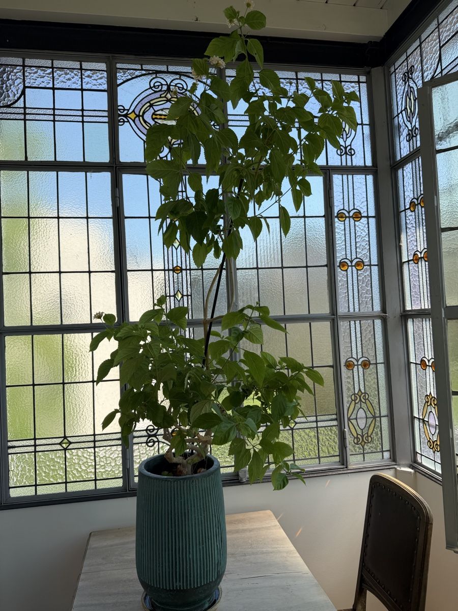 Piante & sementi: Lantana Pflanze im Topf Lambert – Usato da Zürich venduto da joyfulgrace