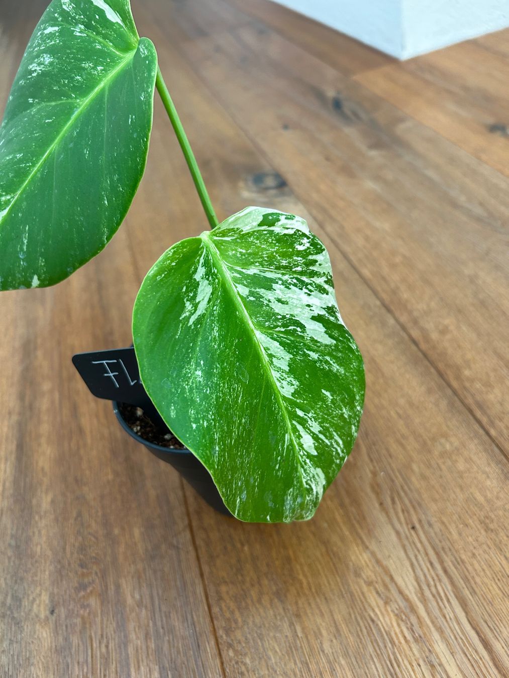 Piante & sementi: Monstera albo💚 – Nuovo (secondo la descrizione) da Wattwil venduto da Mikesplantshop 2