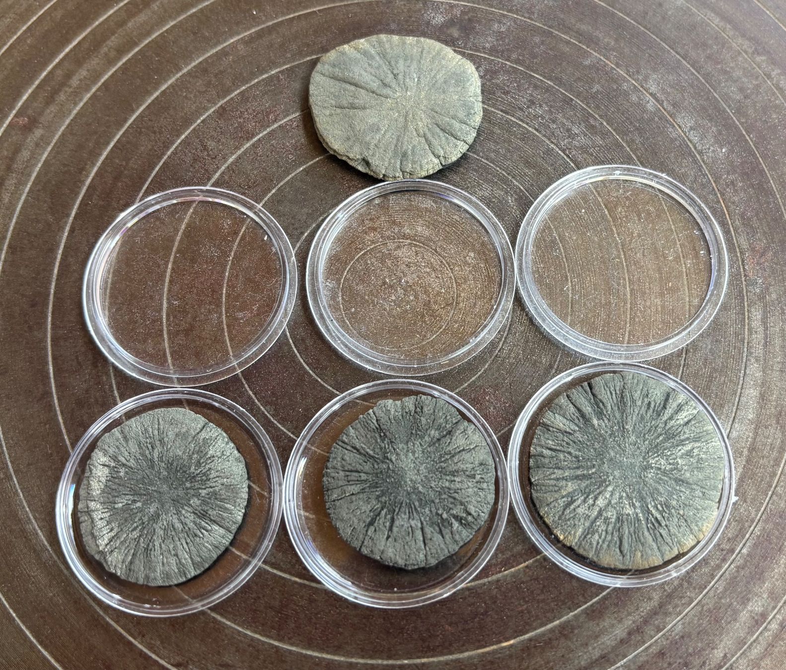 Fossilien: Fossilien Pyritsonnen 4 Stück – Gebraucht aus Lüchingen von Eeizo 2