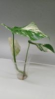Monstera Albo variegata (top cutting)