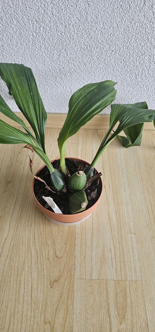 Piante & sementi: Orchidee Lycaste Hybride – Usato da Jona venduto da Smurnaya 1