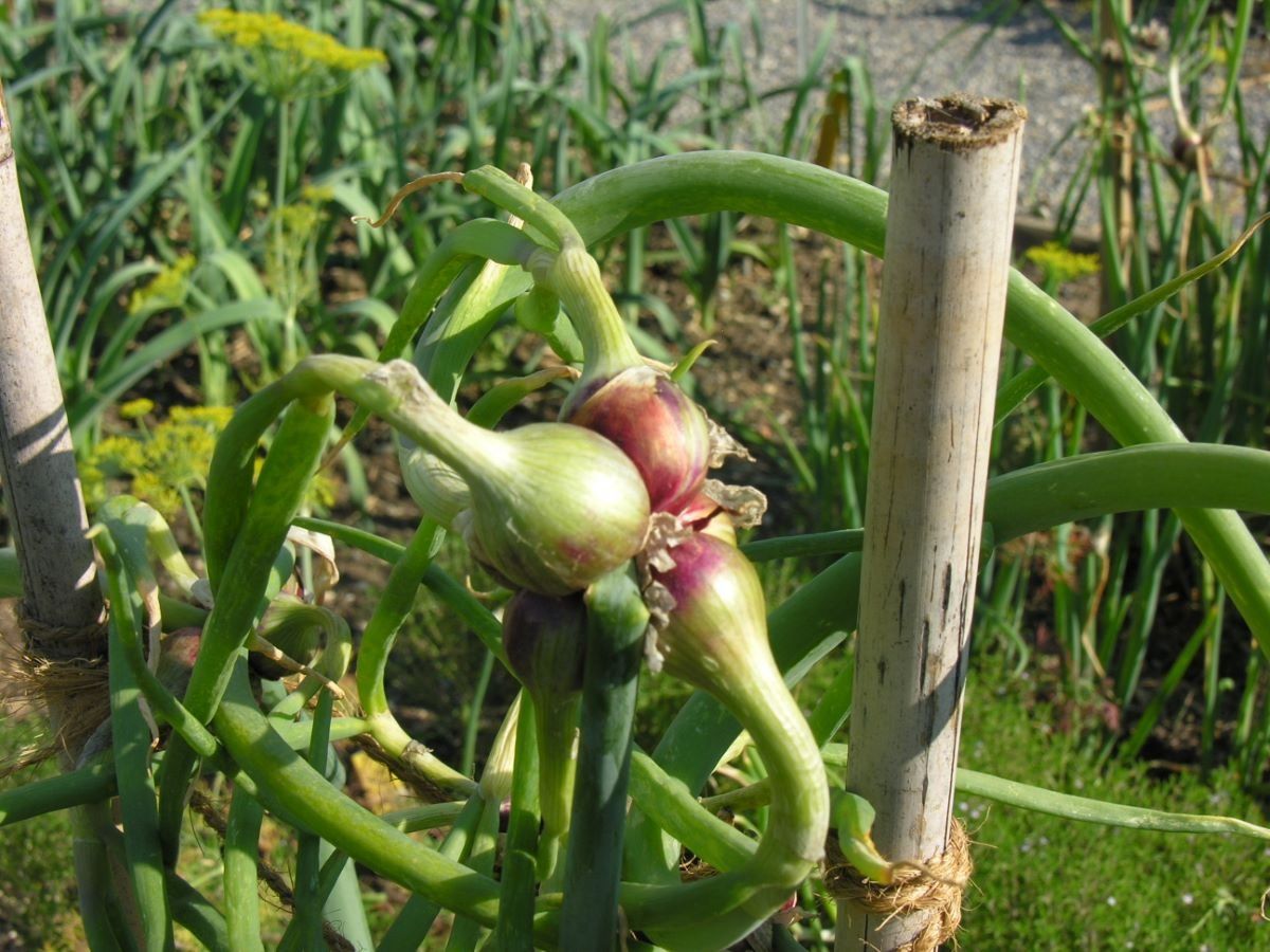 Piante & sementi: Etagenzwiebeln aus eigenem Garten – Nuovo e nell'imballaggio originale da Bellikon venduto da paule13 1