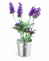 Künstliche Lavendelblumen im Topf – Violett – Deko 27 cm