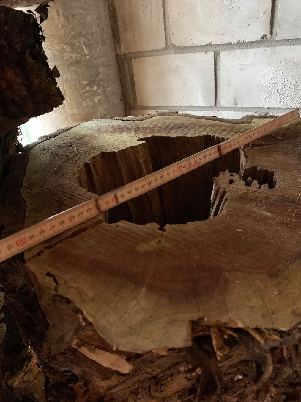 Articoli in legno: Kirschbaum Hohlstamm – Nuovo (secondo la descrizione) da Holziken venduto da Timbergrizzly 3