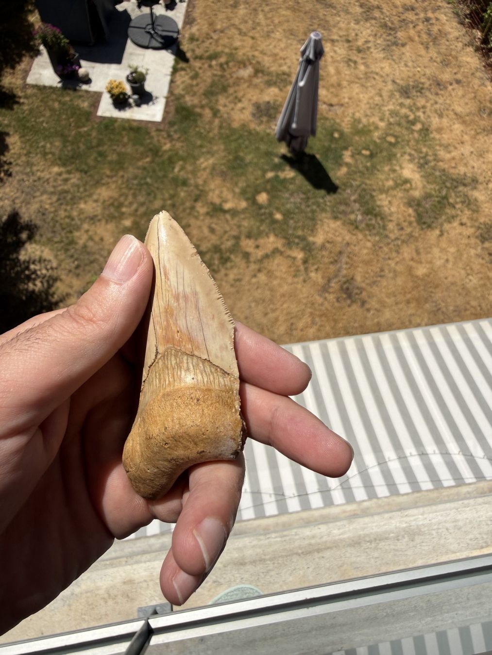 Fossiles: Megalodon Zahn Indonesien – D'occasion à schüpfen par rica122