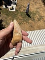Megalodon Zahn Indonesien