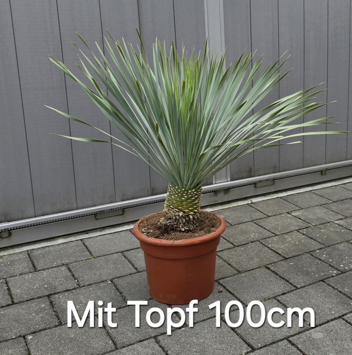 Piante & sementi: Yucca rostrata Palme – Nuovo (secondo la descrizione) da Aarburg venduto da popkorn65