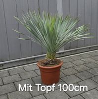 Yucca rostrata Palme