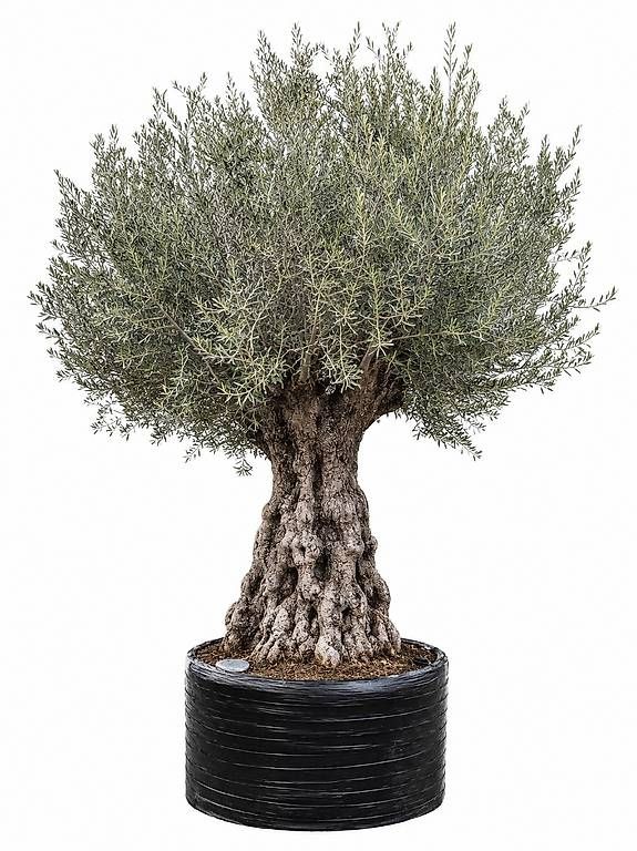 Piante & sementi: Olivenbaum "Olea Europea 22" – Usato da Zuckenriet venduto da Thur_Plant