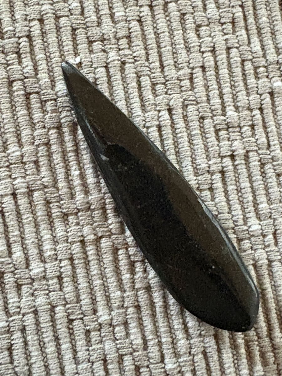 Fossili: Orthoceras versteinert – Usato da Rümlang venduto da euqinom16 1