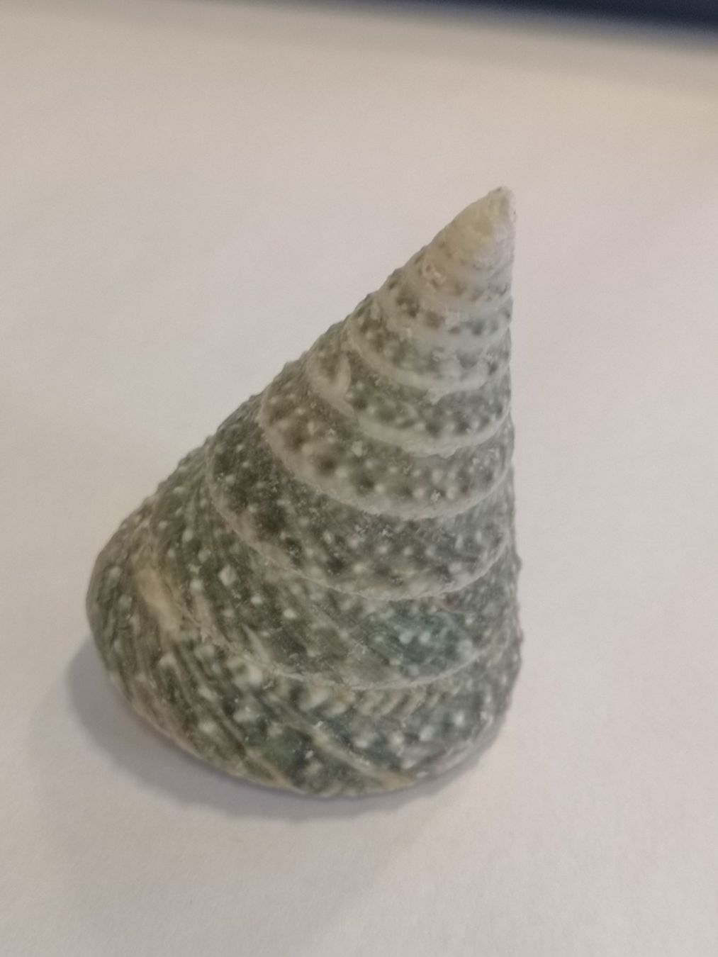 Fossilien: Tectus Triserialis Muschel TROCHOIDEA TEGULIDAE Shell 5,6cm – Neu (gemäss Beschreibung) aus Kloten von Asiatica 2