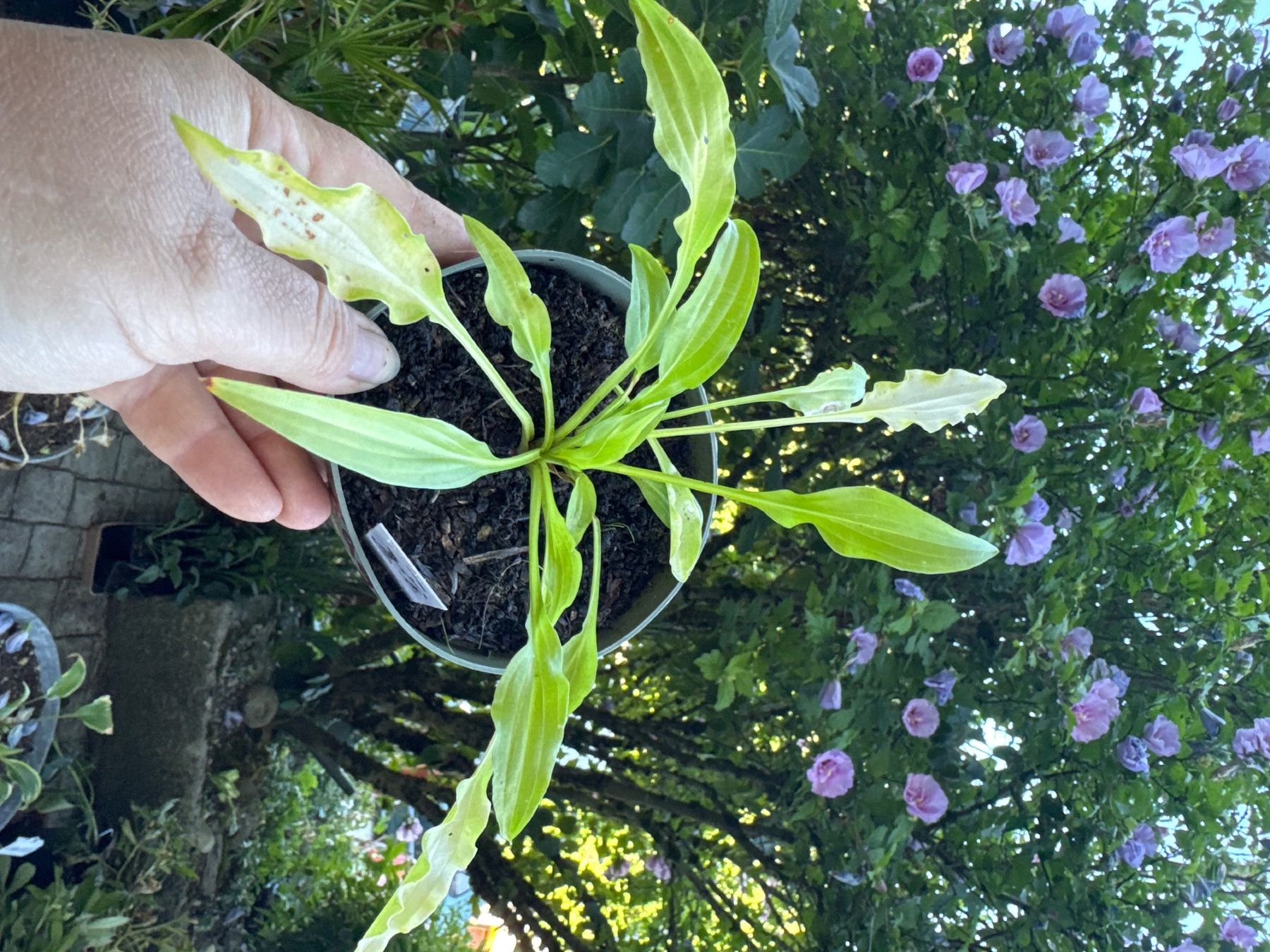 Piante & sementi: Hosta dragon tails 1 – Usato da Lajoux JU venduto da Briard0 1