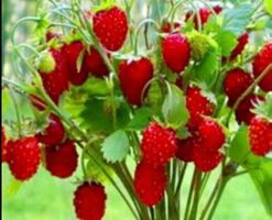 Ab 5.- fr 10 Samen MONATSERDBEERE 🍓 FRAISIER DES SAISONS