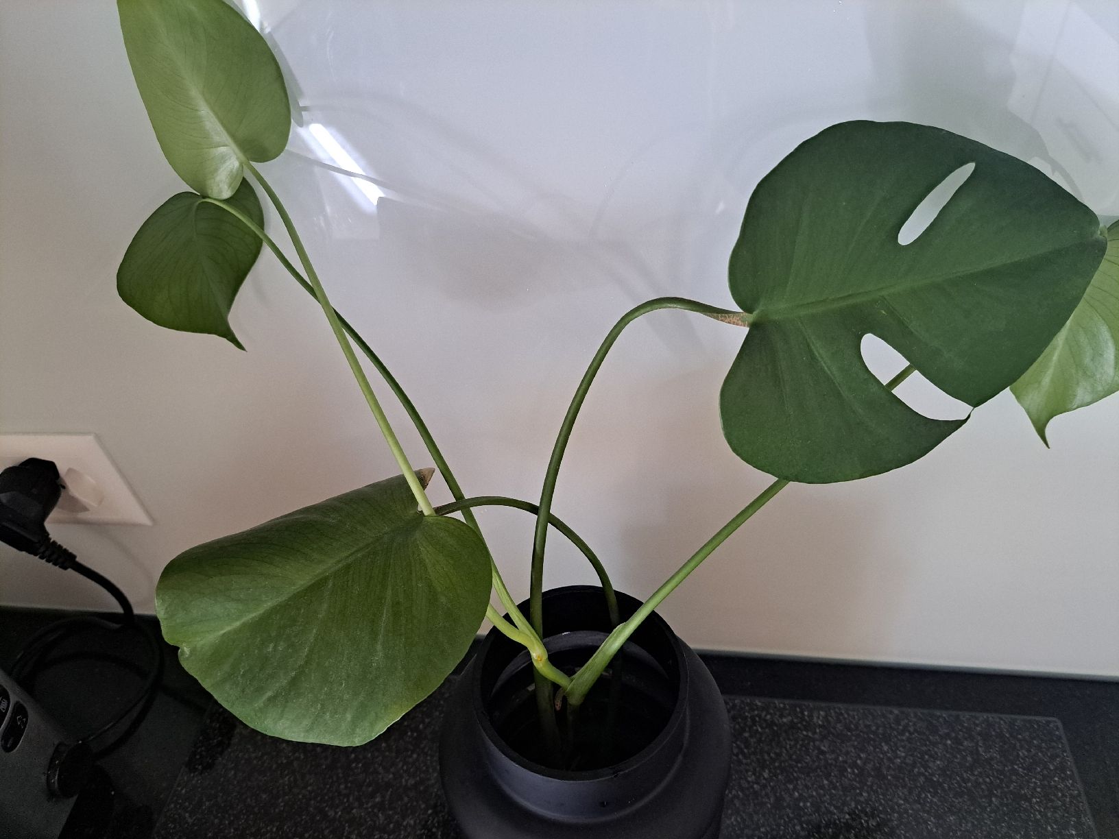 Piante & sementi: Monstera deliciosa – Nuovo (secondo la descrizione) da Samstagern venduto da mel_ks7d 1