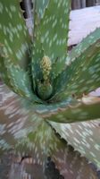 Riesen Aloe Blüte orange ausgewachsene Pflanze