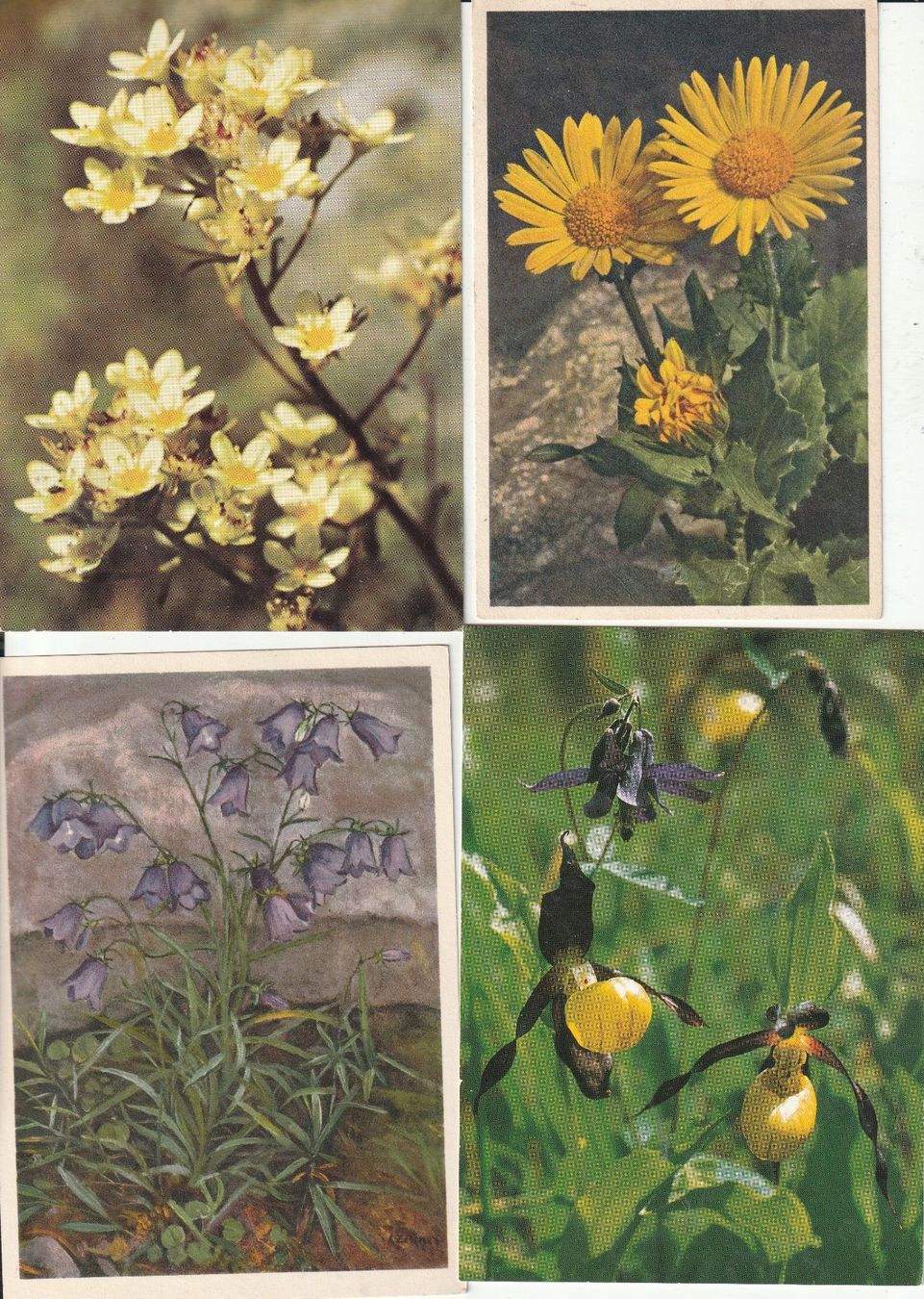 Cartoline postali: 40 Blumenkarten – Usato da Lumbrein venduto da made02 5