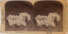 Stereofoto Underwood & Underwood - Schweine, 1893
