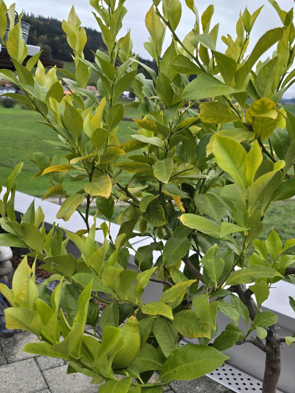 Pflanzen & Samen: Zitronenbaum im Keramiktopf mit einer Zitrone !!!!! – Gebraucht aus Walkringen von Vanuca 4