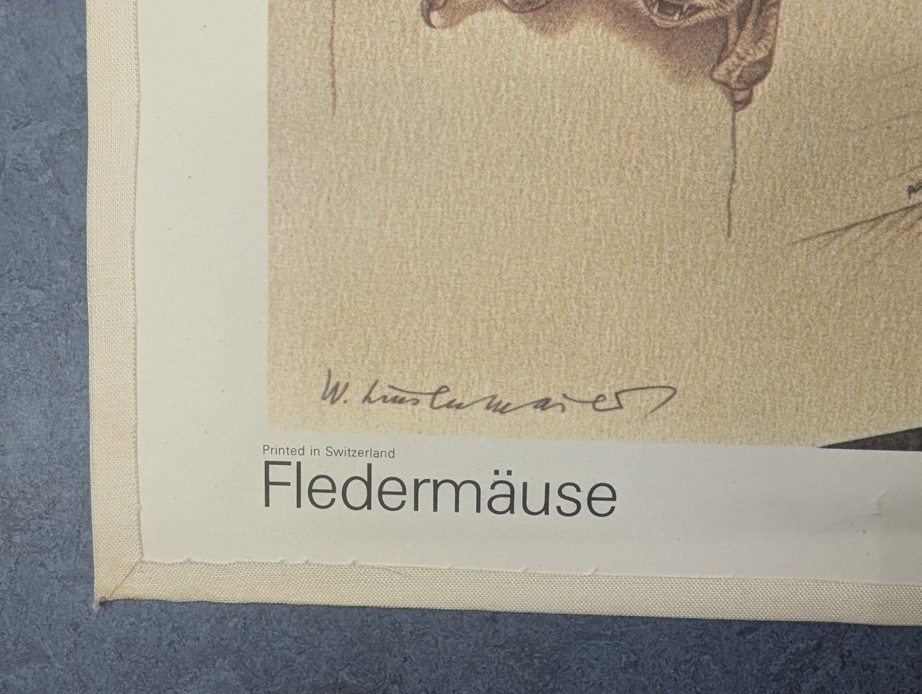 Foto & Immagini: Schulwandbild Nr. 190 - Fledermäuse – Usato da Luzern venduto da JenKu 4