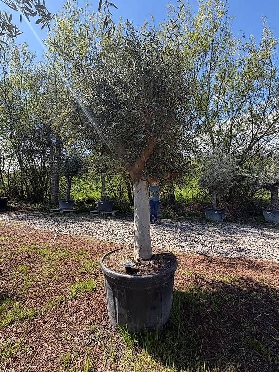 Pflanzen & Samen: Olivenbaum "Olea Europea 8 – Neu und originalverpackt aus Zuckenriet von Thur_Plant 2