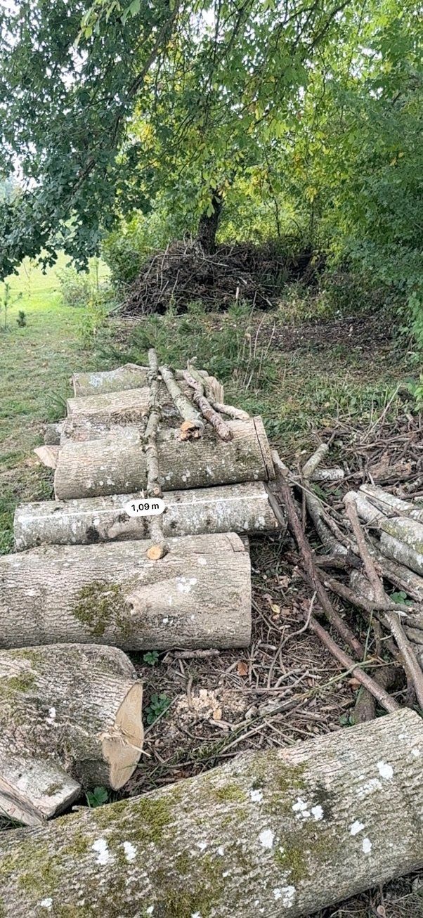 Articoli in legno: Holz Esche - Laubholz – Usato da Villmergen venduto da eschaton5 4