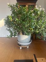 Gesunder grosser Geldbaum / Pfennigbaum inkl. Topf
