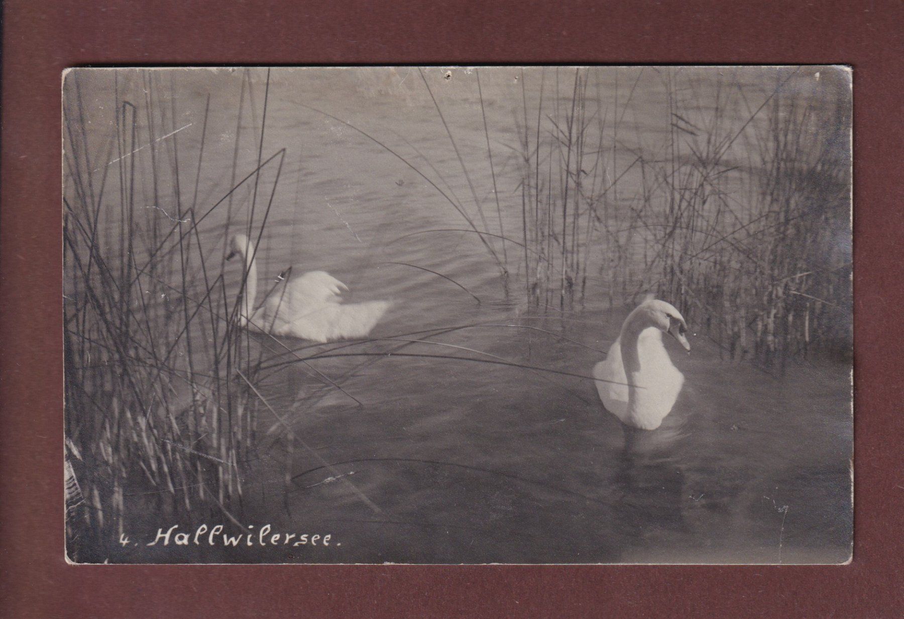Cartoline postali: HALLWILERSEE // Loch // – Usato da Pully venduto da nicecards-shop