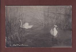 HALLWILERSEE // Loch //