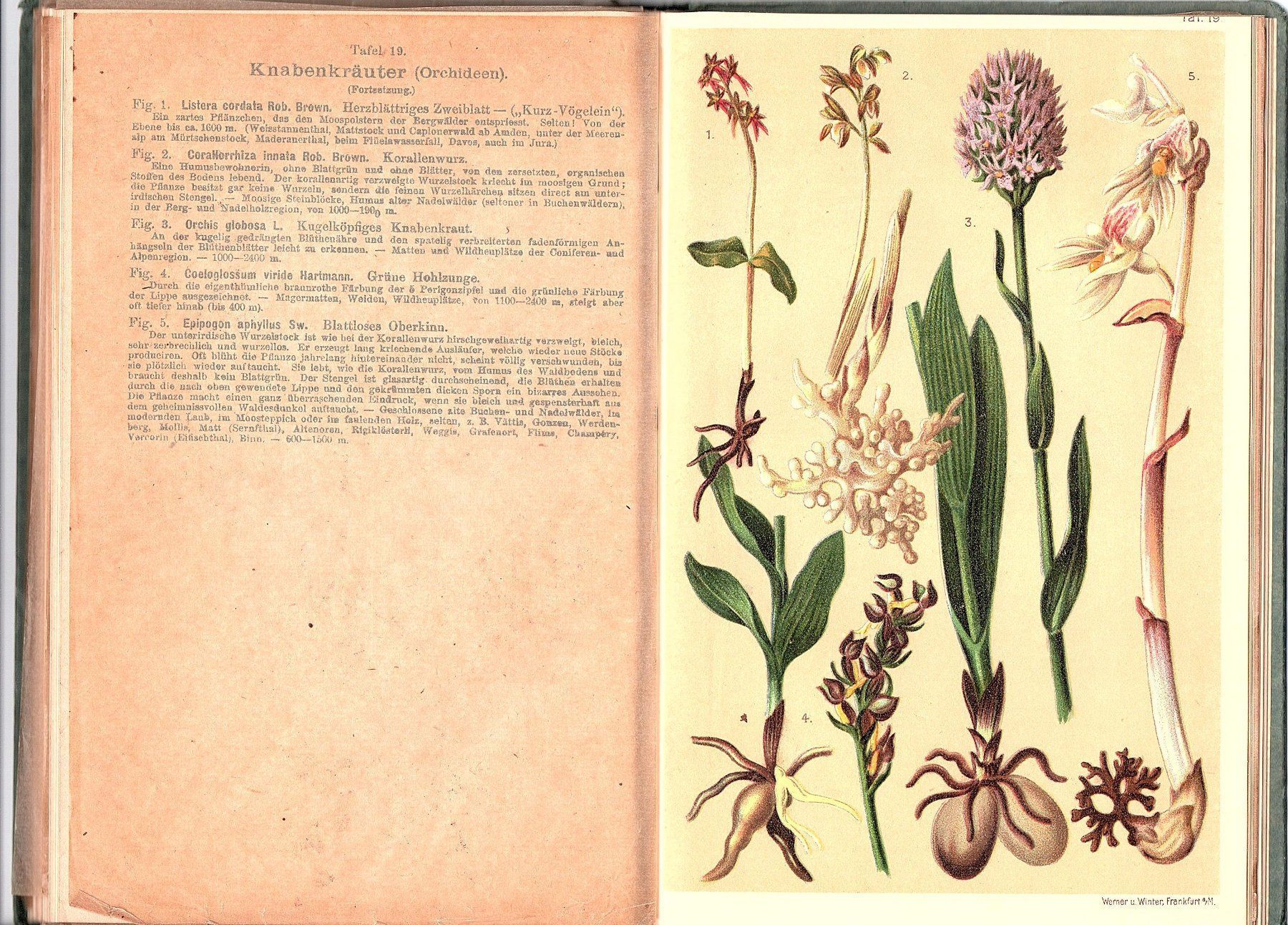 Libri: Alpenflora Schröter um 1910 – Usato da Mörschwil venduto da antiksalon 5