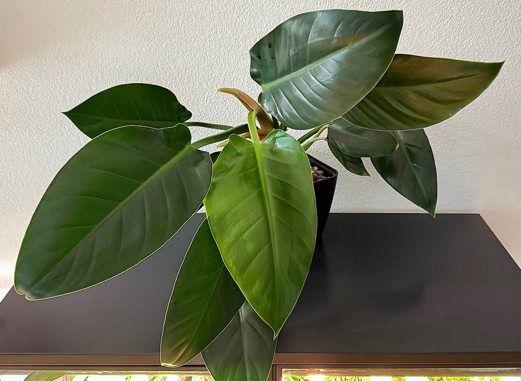Piante & sementi: Philodendron Green Princess, 90cm, Selbstbewässerer – Usato da Aadorf venduto da Arkabraa