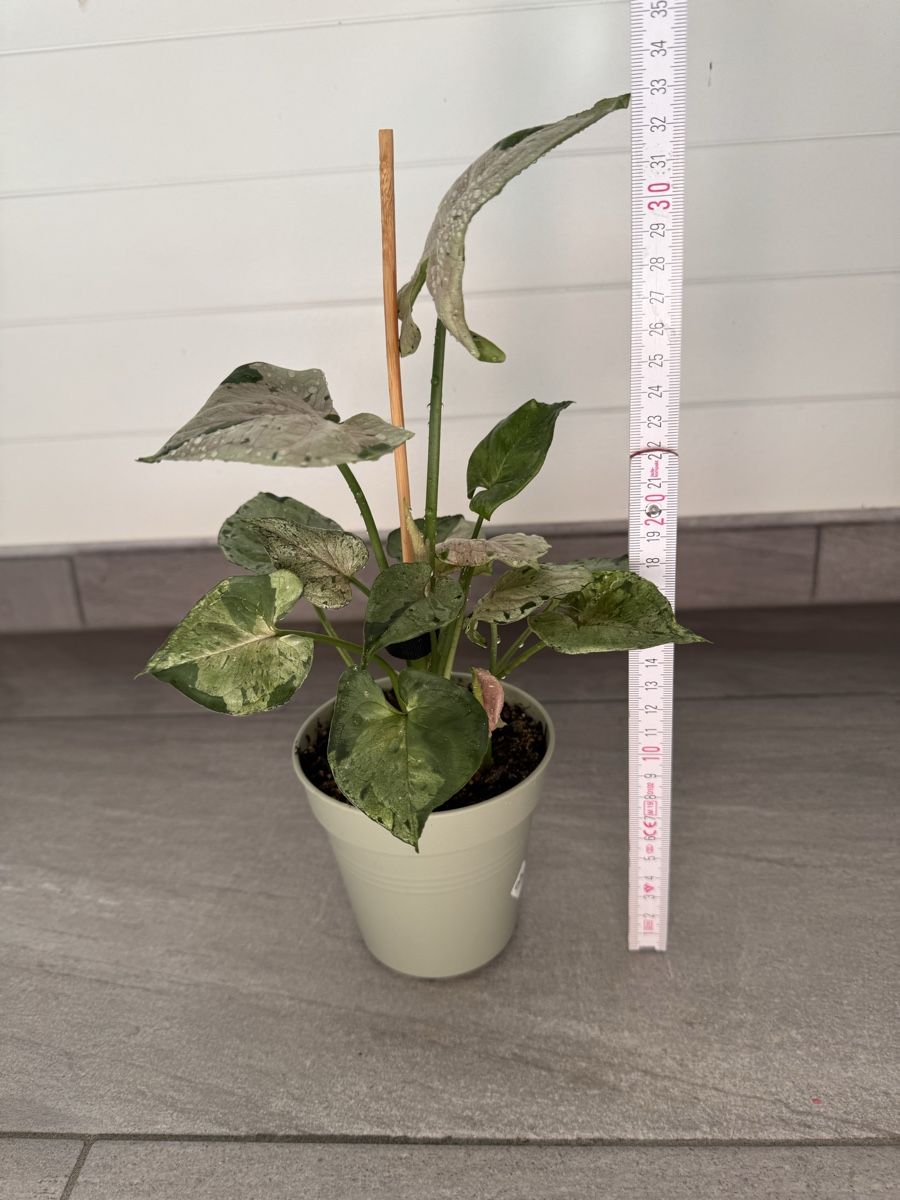 Pflanzen & Samen: Syngonium Green Splash – Gebraucht aus Sugiez von fabandy16 6