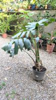 MONSTERA Deliciosa sucht neues Wohnzimmer!