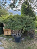 Japanischer Ahorn, Acer palmatum, grün