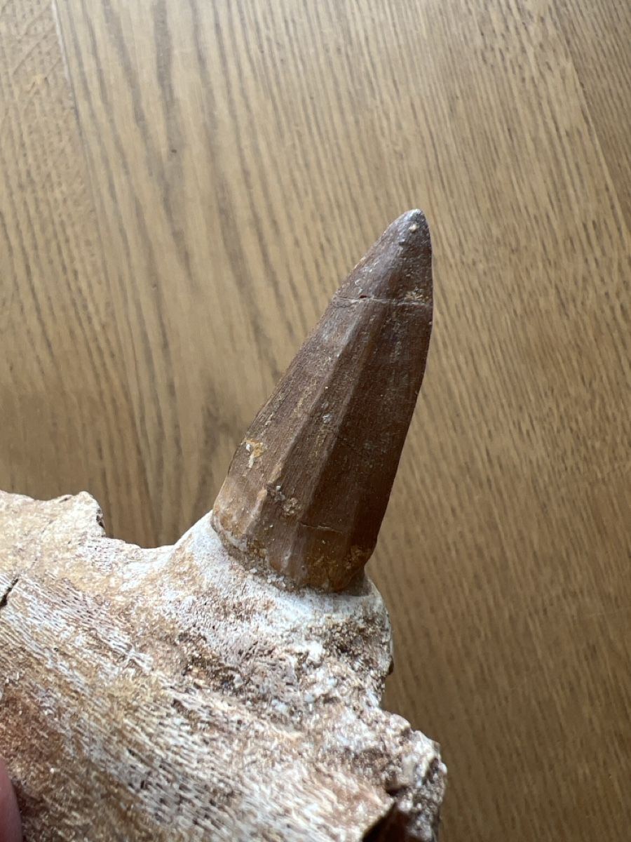 Fossili: Mosasauruszahn mit Kieferfragment – Usato da Ebikon venduto da Angelheart1000 5