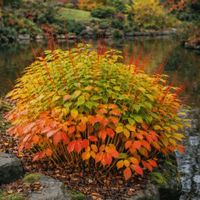 Cornouiller sanguin 'Midwinter Fire'  2x  15-20cm